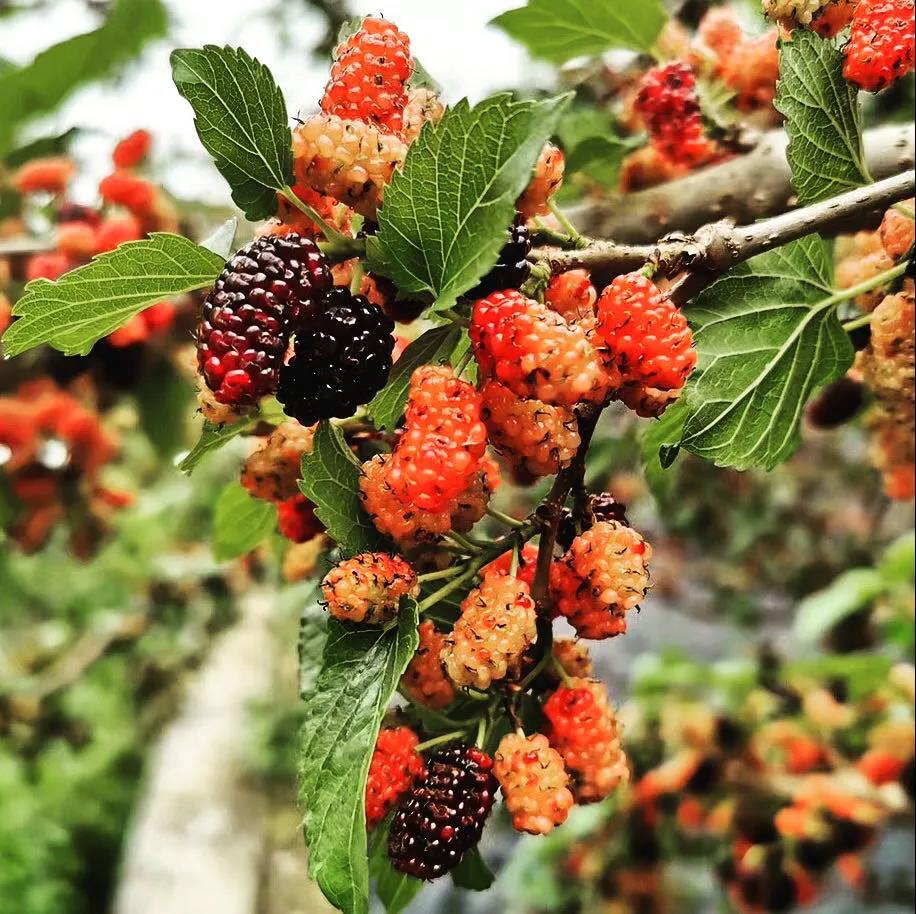 【2019年度美高梅
荣誉体系先进集体系列报道四:羊城集团】坚定信心 奋勇争先 谱写新时代羊城集团全面转型发展新篇章 【2019年度美高梅
荣誉体系先进集体系列报道四:羊城集团】坚定信心 奋勇争先 谱写新时代羊城集团全面转型发展新篇章