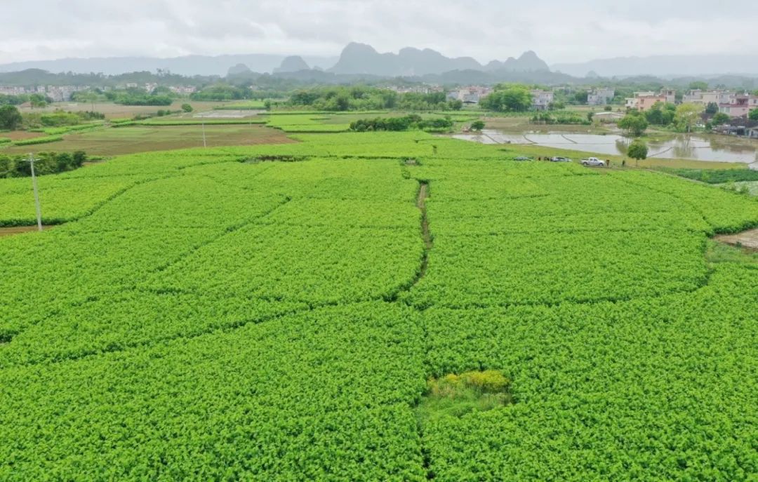 美高梅集团
以产业赋能为美丽乡村注入“源头活水”