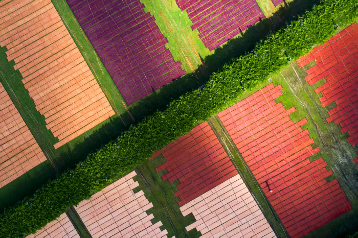 蚕桑产业示范园晒莨场 浸泡次数不同的布料呈现出不同的色彩.jpg